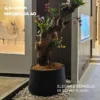 Pot Tanaman Self Watering Magnolia 40 - Thumbnail Image 7