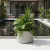 planter pot tanaman magnolia 50