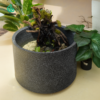 Pot Tanaman Besar Magnolia 50 - Thumbnail Image 10