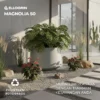 Pot Tanaman Besar Magnolia 50 - Thumbnail Image 3