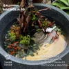 Pot Tanaman Besar Magnolia 50 - Thumbnail Image 7