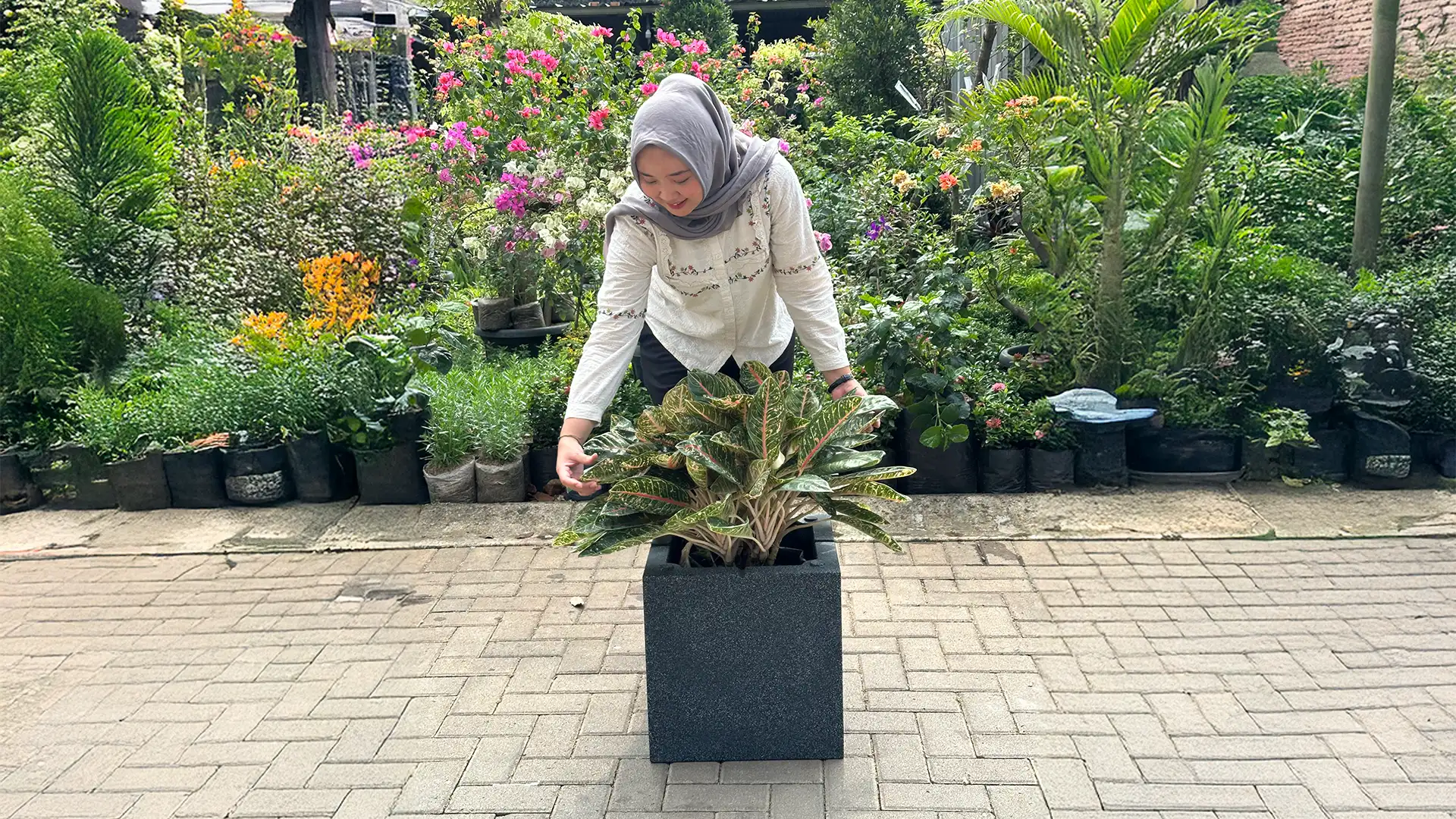 pot tanaman ellogrin