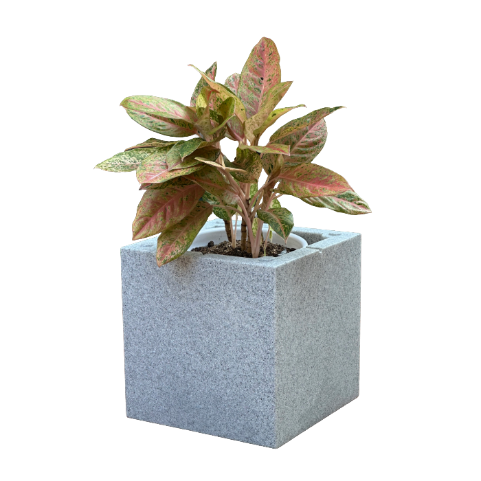 Cubic